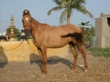 Kathiavarský pony
