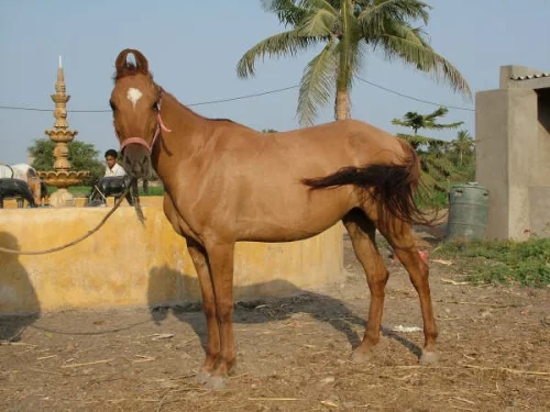 Kathiavarský pony