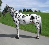 Knabstrupský kůň