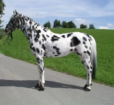 Knabstrupský kůň