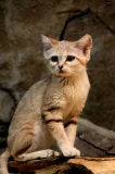 Kočka pouštní