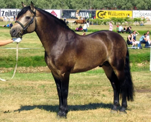 Konnemarský pony