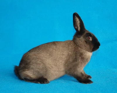Králík kuní velký