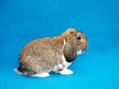 Králík malý beran