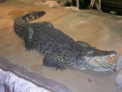 Krokodýl kubánský