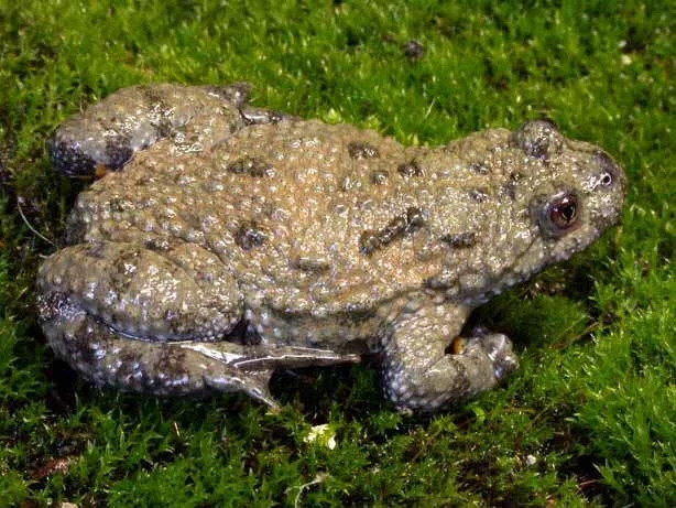 Kunka Insect Kuňka žlutobřichá (Bombina variegata) | ChovZvířat.cz