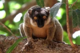 Lemur bělohlavý