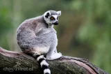 Lemur kata