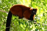 Lemur vari