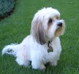 Lhasa Apso Lhasa Apso