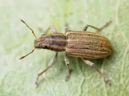 Listopas čárkovaný