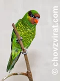 Lori vlnkovaný (filipínský) Lori vlnkovaný (filipínský)