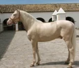 Lusitano