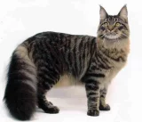 Mainská mývalí kočka – Maine Coon