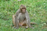 Makak rhesus