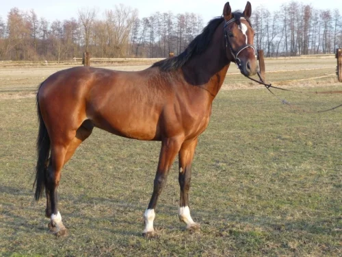 Malopolský kůň