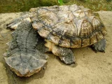 Matamata třásnitá Matamata třásnitá