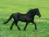 Mérenský kůň