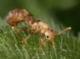 Mravenec bezkřídlý