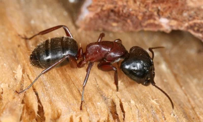 Mravenec obrovský