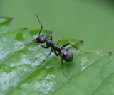 Mravenec otročí