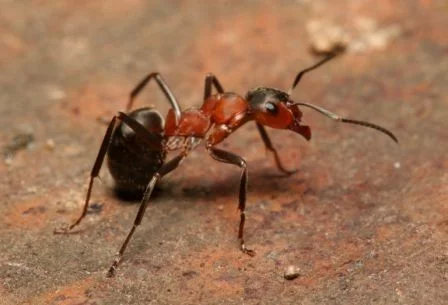 Mravenec pastvinný