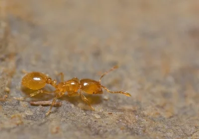 Mravenec příživný