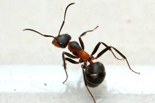 Mravenec travní