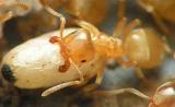 Mravenec žlutý