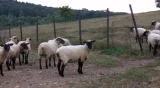 Německá černohlavá ovce