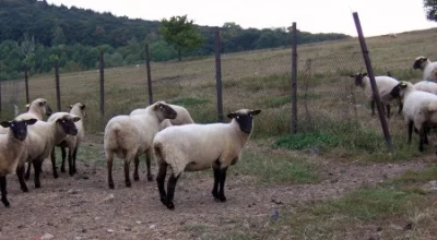 Německá černohlavá ovce