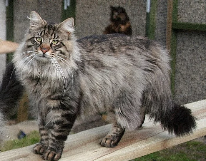 Norská lesní kočka (Norwegian Forest Cat) - ChovZvířat.cz