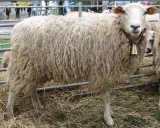 Olkuská ovce