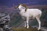 Ovce aljašská
