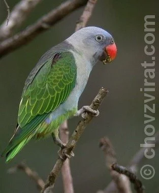 Papoušek krátkoocasý