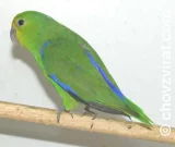 Papoušek modrohřbetý