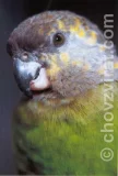 Papoušek niamský