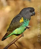 Papoušek žlutotemenný