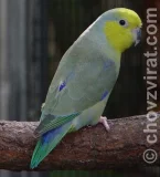 Papoušíček žlutolící