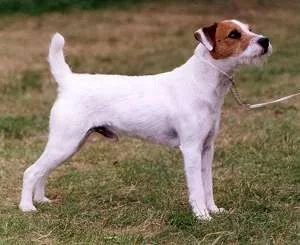 Parson Ter Parson Russel teriér (Parson Russell Terrier) | ChovZvířat.cz