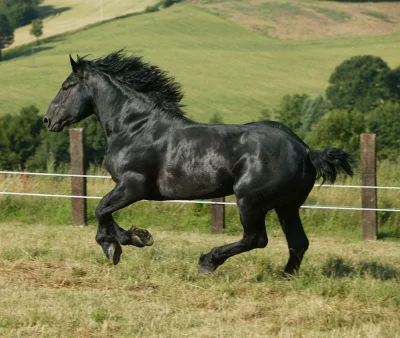 Percheronský kůň