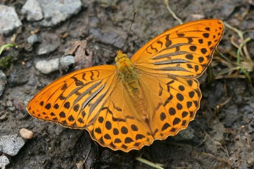 Perleťovec stříbropásek