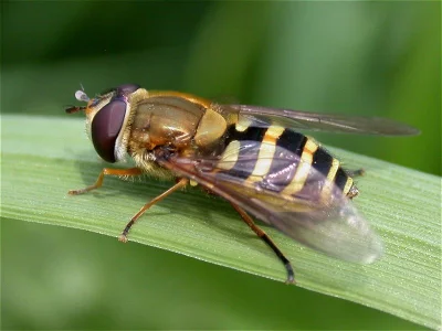 Pestřenka rybízová
