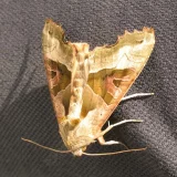 Plamenoskvrnka mramorovaná