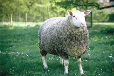 Plemeno ovce Berrichon du Cher