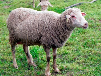 Německá dlouhovlnná ovce