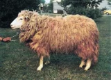 Ovce Zušlechtěná valaška