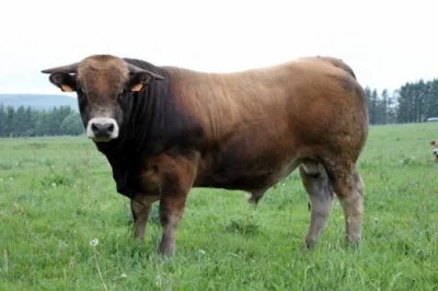 Plemeno skotu Aubrac