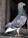 Poštovní holub Poštovní holub