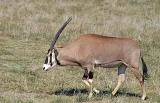 Přímorožec oryx